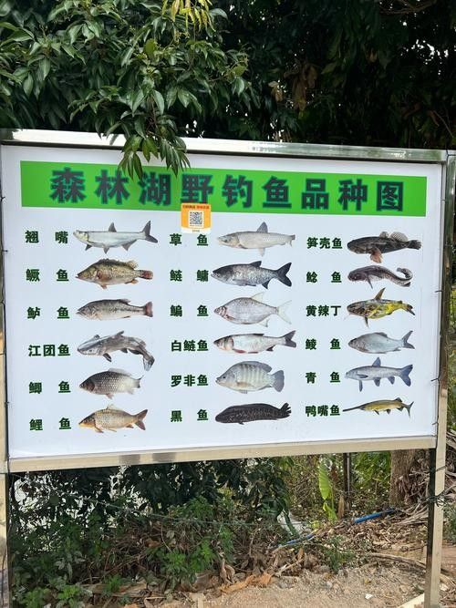 龍魚灣垂釣園有哪些魚類？（龍魚灣垂釣園是一個(gè)提供釣魚活動(dòng)的場所） 龍魚灣垂釣園有哪些魚類？（龍魚灣垂釣園是一個(gè)提供釣魚活動(dòng)的場所） 龍魚百科 第3張