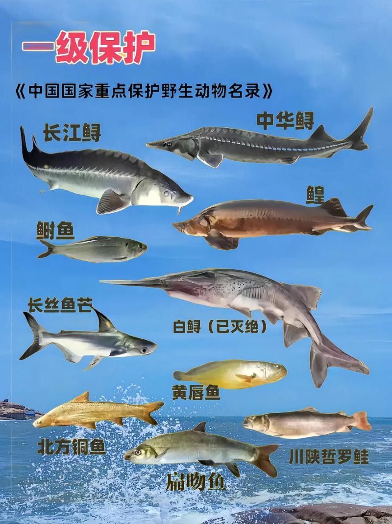龍魚灣垂釣園有哪些魚類？（龍魚灣垂釣園是一個(gè)提供釣魚活動(dòng)的場所） 龍魚灣垂釣園有哪些魚類？（龍魚灣垂釣園是一個(gè)提供釣魚活動(dòng)的場所） 龍魚百科 第6張