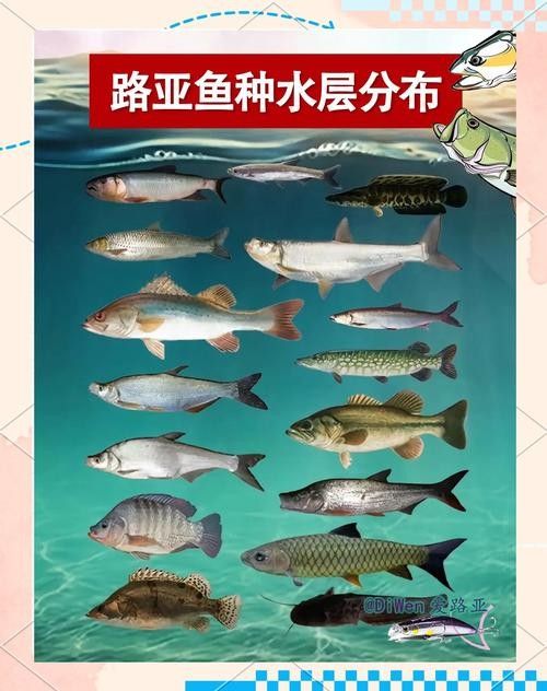 龍魚灣垂釣園有哪些魚類？（龍魚灣垂釣園是一個(gè)提供釣魚活動(dòng)的場所） 龍魚灣垂釣園有哪些魚類？（龍魚灣垂釣園是一個(gè)提供釣魚活動(dòng)的場所） 龍魚百科 第5張