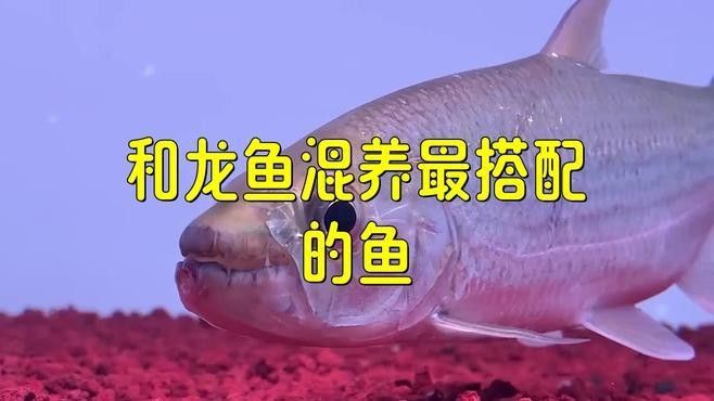 哪些魚類適合與蝙蝠鯧魚和龍魚混養？（探討適合與蝙蝠鯧魚和龍魚混養的魚類時）