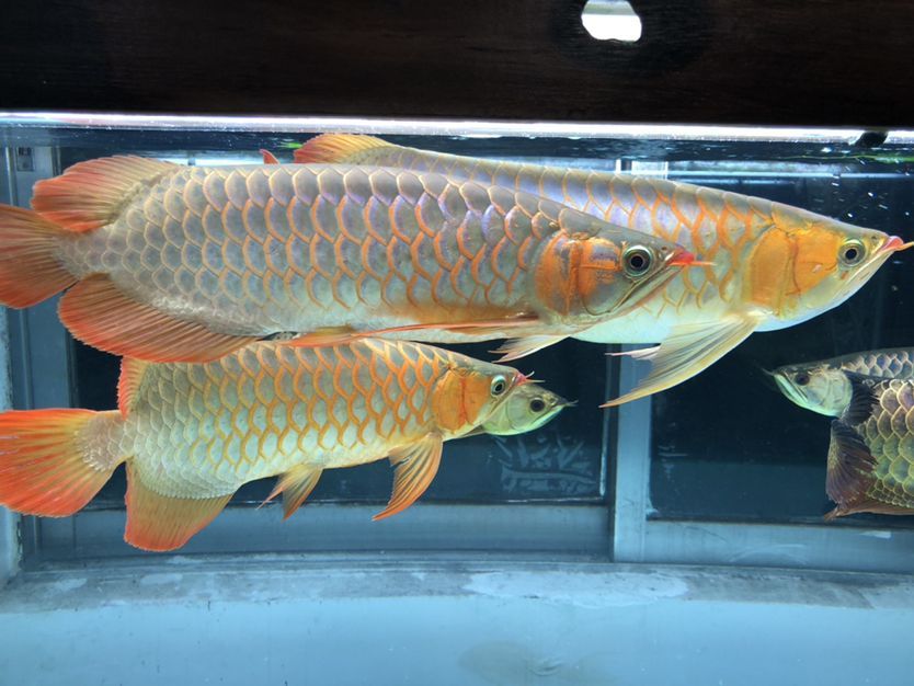 混養缸和平共處的龍魚（養缸和平共處的龍魚：養缸和平共處的龍魚：探索和諧共生的奧秘） 混養缸和平共處的龍魚（養缸和平共處的龍魚：養缸和平共處的龍魚：探索和諧共生的奧秘） 觀賞魚百科 第2張
