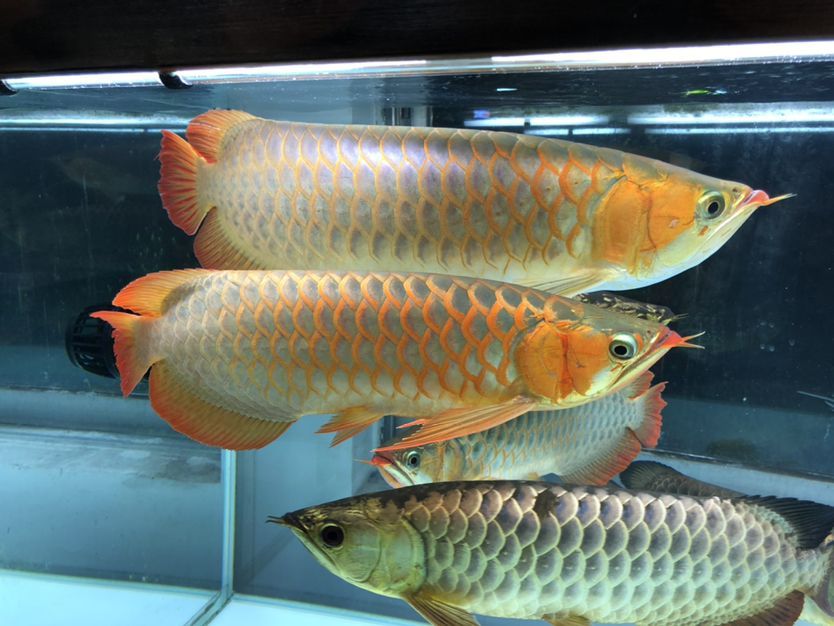 混養缸和平共處的龍魚（養缸和平共處的龍魚：養缸和平共處的龍魚：探索和諧共生的奧秘） 混養缸和平共處的龍魚（養缸和平共處的龍魚：養缸和平共處的龍魚：探索和諧共生的奧秘） 觀賞魚百科 第1張