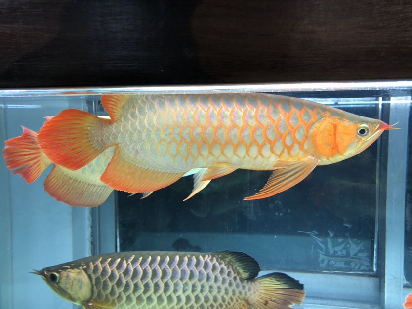 混養缸和平共處的龍魚（養缸和平共處的龍魚：養缸和平共處的龍魚：探索和諧共生的奧秘） 混養缸和平共處的龍魚（養缸和平共處的龍魚：養缸和平共處的龍魚：探索和諧共生的奧秘） 觀賞魚百科 第4張