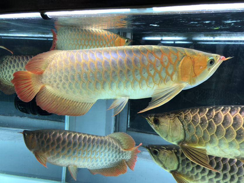 混養缸和平共處的龍魚（養缸和平共處的龍魚：養缸和平共處的龍魚：探索和諧共生的奧秘） 混養缸和平共處的龍魚（養缸和平共處的龍魚：養缸和平共處的龍魚：探索和諧共生的奧秘） 觀賞魚百科 第3張