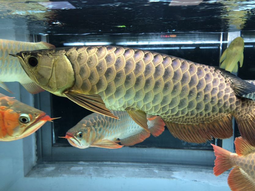 混養缸和平共處的龍魚（養缸和平共處的龍魚：養缸和平共處的龍魚：探索和諧共生的奧秘） 混養缸和平共處的龍魚（養缸和平共處的龍魚：養缸和平共處的龍魚：探索和諧共生的奧秘） 觀賞魚百科 第5張