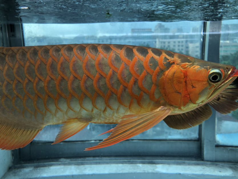 混養缸和平共處的龍魚（養缸和平共處的龍魚：養缸和平共處的龍魚：探索和諧共生的奧秘） 混養缸和平共處的龍魚（養缸和平共處的龍魚：養缸和平共處的龍魚：探索和諧共生的奧秘） 觀賞魚百科 第6張