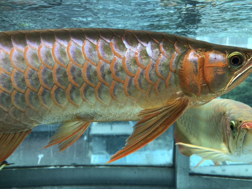 混養缸和平共處的龍魚（養缸和平共處的龍魚：養缸和平共處的龍魚：探索和諧共生的奧秘） 混養缸和平共處的龍魚（養缸和平共處的龍魚：養缸和平共處的龍魚：探索和諧共生的奧秘） 觀賞魚百科 第7張