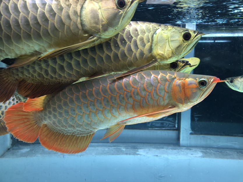 混養缸和平共處的龍魚（養缸和平共處的龍魚：養缸和平共處的龍魚：探索和諧共生的奧秘） 混養缸和平共處的龍魚（養缸和平共處的龍魚：養缸和平共處的龍魚：探索和諧共生的奧秘） 觀賞魚百科 第8張