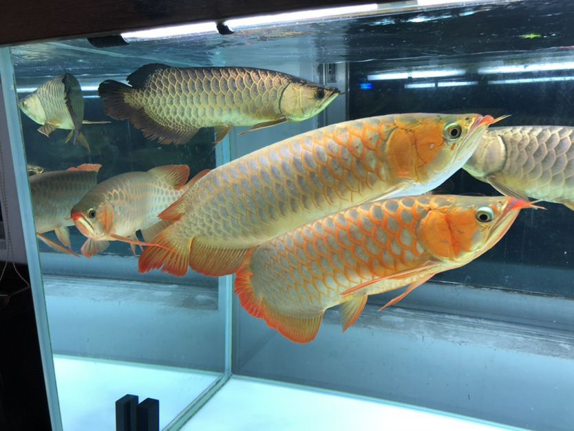混養缸和平共處的龍魚（養缸和平共處的龍魚：養缸和平共處的龍魚：探索和諧共生的奧秘） 混養缸和平共處的龍魚（養缸和平共處的龍魚：養缸和平共處的龍魚：探索和諧共生的奧秘） 觀賞魚百科 第9張