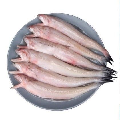 龍魚價格未來走勢預測（福建漳州詔安縣龍頭魚產(chǎn)地貨源批發(fā)價格波動對龍魚價格有何影響）