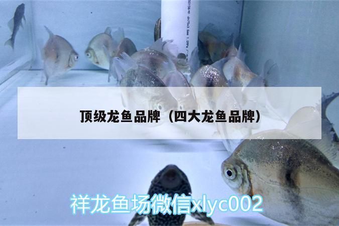 頂級龍魚品牌（四大龍魚品牌）（四大龍魚品牌對應的相關信息，） 頂級龍魚品牌（四大龍魚品牌）（四大龍魚品牌對應的相關信息，） 觀賞魚百科 第1張
