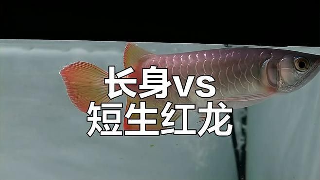 如何區(qū)分紅龍魚的短身和長(zhǎng)身（如何區(qū)分紅龍魚的短身與長(zhǎng)身）
