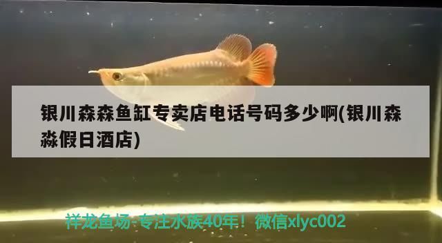 銀川森森魚缸專賣店電話號碼多少啊(銀川森淼假日酒店)（銀川森森魚缸專賣店電話號碼多少和銀川森淼假日酒店介紹）