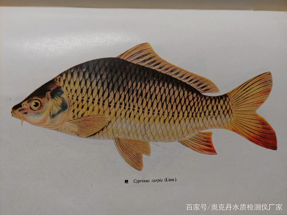 如何判斷龍魚爛鰓的病原類型（判斷龍魚爛鰓病原類型是治療和預(yù)防的關(guān)鍵步驟和建議）