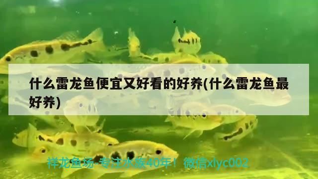 什么雷龍魚(yú)便宜又好看的好養(yǎng)(什么雷龍魚(yú)最好養(yǎng))（什么雷龍魚(yú)便宜又好看好養(yǎng)）