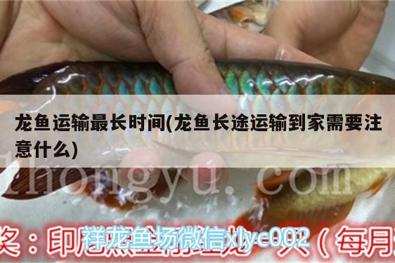 龍魚運輸最長時間(龍魚長途運輸到家需要注意什么)（祥龍魚運輸最長時間和龍魚長途運輸到家需要注意什么） 龍魚運輸最長時間(龍魚長途運輸到家需要注意什么)（祥龍魚運輸最長時間和龍魚長途運輸到家需要注意什么） 觀賞魚百科 第3張