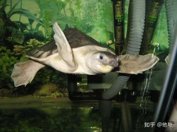 金龍魚和豬鼻龜混養需要多大的電源？（金龍魚和豬鼻龜混養的電源需求取決于多個因素）