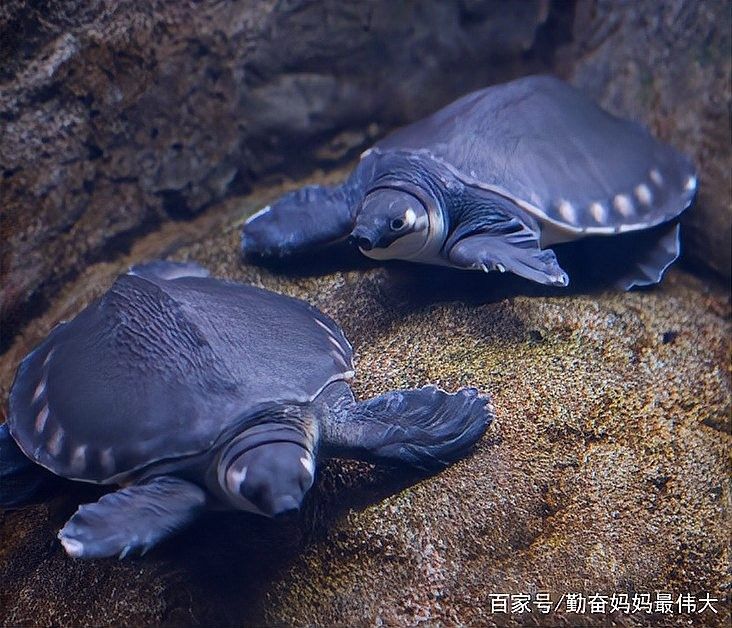 金龍魚和豬鼻龜混養需要多大的電源？（金龍魚和豬鼻龜混養的電源需求取決于多個因素）