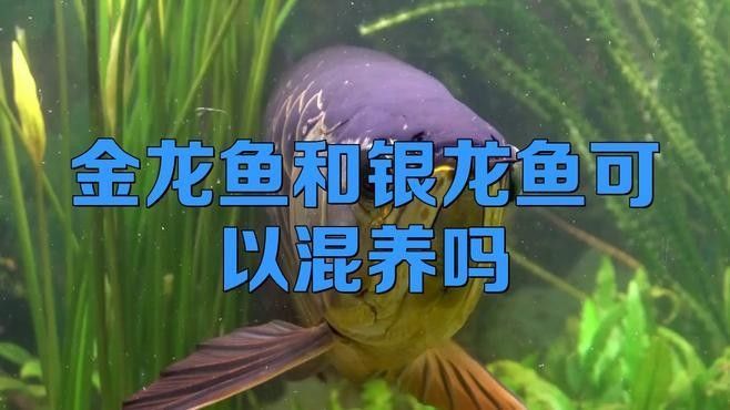 金龍魚和豬鼻龜混養需要多大的電源？（金龍魚和豬鼻龜混養的電源需求取決于多個因素）