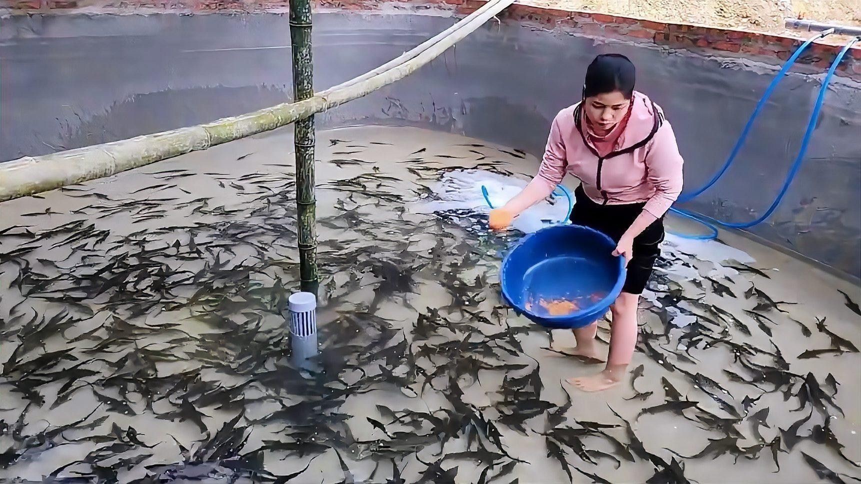 鱘龍魚養殖技術有哪些？（關于鱘龍魚養殖技術的概述：鱘龍魚養殖技術的概述）