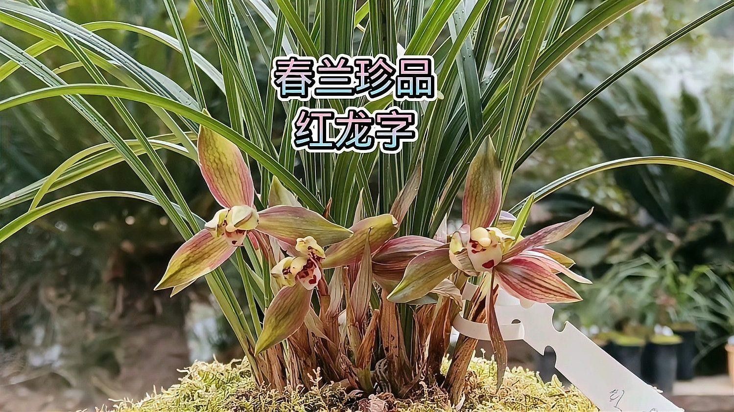 如何鑒別紅龍字蘭花的品種（如何鑒別紅龍字蘭花）
