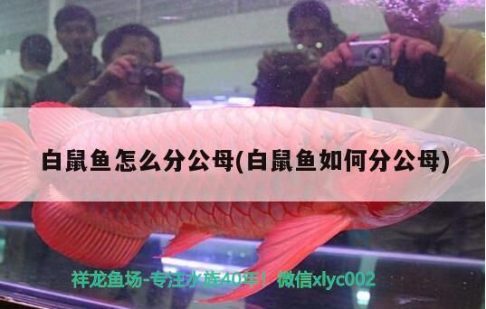 白鼠魚怎么分公母(白鼠魚如何分公母)（白鼠魚怎么分公母） 白鼠魚怎么分公母(白鼠魚如何分公母)（白鼠魚怎么分公母） 觀賞魚百科