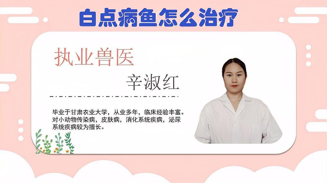 藍曼龍魚白點病會自愈嗎？（曼龍魚白點病怎么辦）