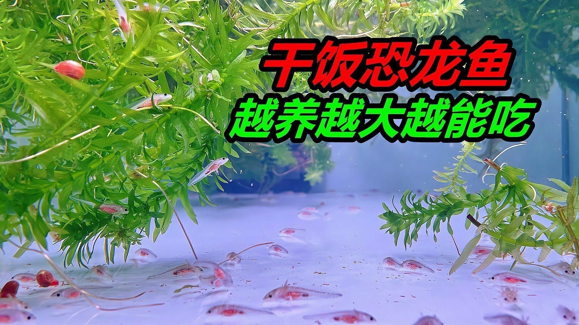 如何判斷六角恐龍魚(yú)是否吃飽（六角恐龍魚(yú)是否吃飽是飼養(yǎng)者關(guān)心的問(wèn)題，四招判斷魚(yú)體是否飽足）