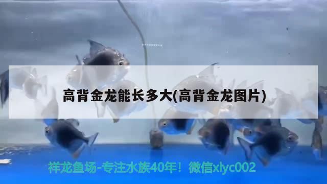 淮北水族批發市場都在哪里（淮北水族批發市場都在哪里有）（淮北鳳凰山農貿城家禽水產批發市場(市場）