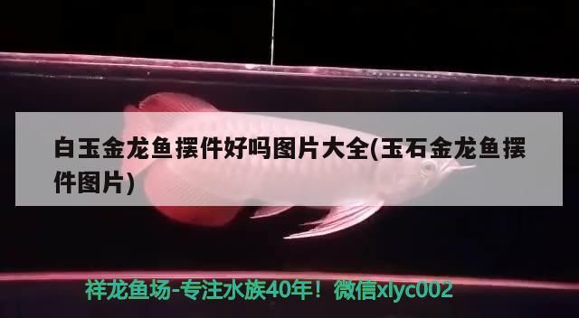 魚(yú)缸造景先放沙還是先放水(魚(yú)缸造景先鋪沙還是先放石頭) 白玉金龍魚(yú)擺件好嗎圖片大全(玉石金龍魚(yú)擺件圖片)(玉石金龍魚(yú)擺件好嗎圖片大全) 觀賞魚(yú)百科 白玉金龍魚(yú)擺件好嗎圖片大全(玉石金龍魚(yú)擺件圖片)(玉石金龍魚(yú)擺件好嗎圖片大全) 白玉金龍魚(yú)擺件好嗎圖片大全(玉石金龍魚(yú)擺件圖片)(玉石金龍魚(yú)擺件好嗎圖片大全) 觀賞魚(yú)百科