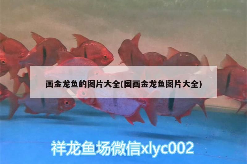 畫金龍魚的圖片大全(國畫金龍魚圖片大全)（國畫金龍魚的圖片大全）