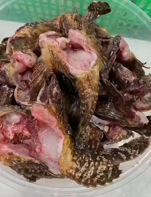 龍魚(yú)和虎魚(yú)哪個(gè)更難養(yǎng)（20-30公分龍魚(yú)飼養(yǎng)技巧與注意事項(xiàng)）