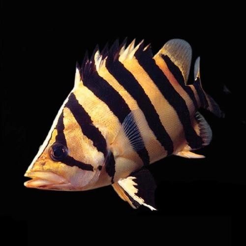 龍魚(yú)和虎魚(yú)哪個(gè)更難養(yǎng)（20-30公分龍魚(yú)飼養(yǎng)技巧與注意事項(xiàng)）