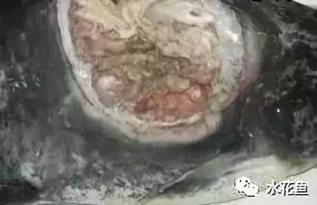 龍魚感染潰爛多久會死（如何預防龍魚感染潰爛）