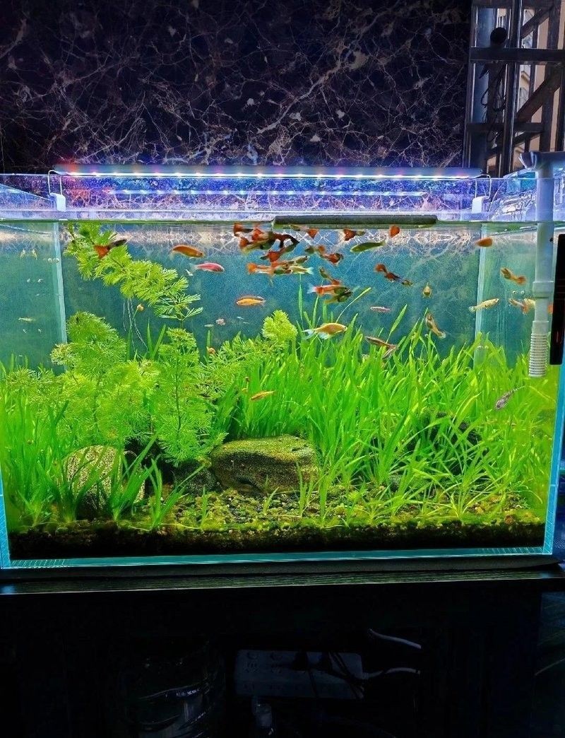 如何設置白子招財龍的水族箱（如何設置白子招財龍水族箱？） 如何設置白子招財龍的水族箱（如何設置白子招財龍水族箱？） 龍魚百科 第3張