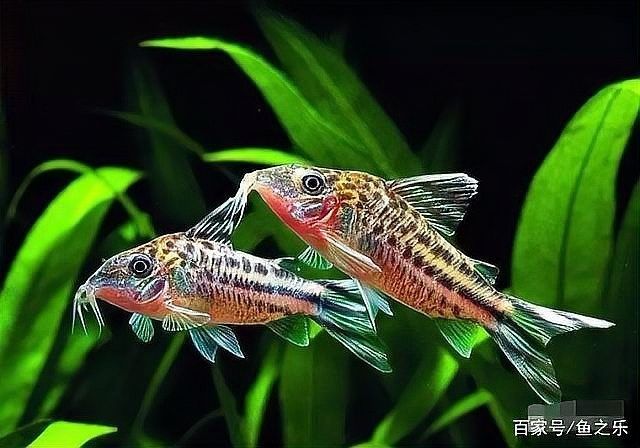 如何設置白子招財龍的水族箱（如何設置白子招財龍水族箱？） 如何設置白子招財龍的水族箱（如何設置白子招財龍水族箱？） 龍魚百科 第4張