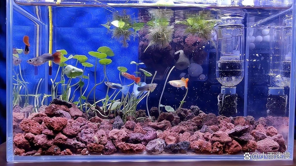 龍魚在什么情況下會浮頭（魚總浮在水面“探頭”別大意這5種情況暗藏危機） 龍魚在什么情況下會浮頭（魚總浮在水面“探頭”別大意這5種情況暗藏危機） 龍魚百科 第2張