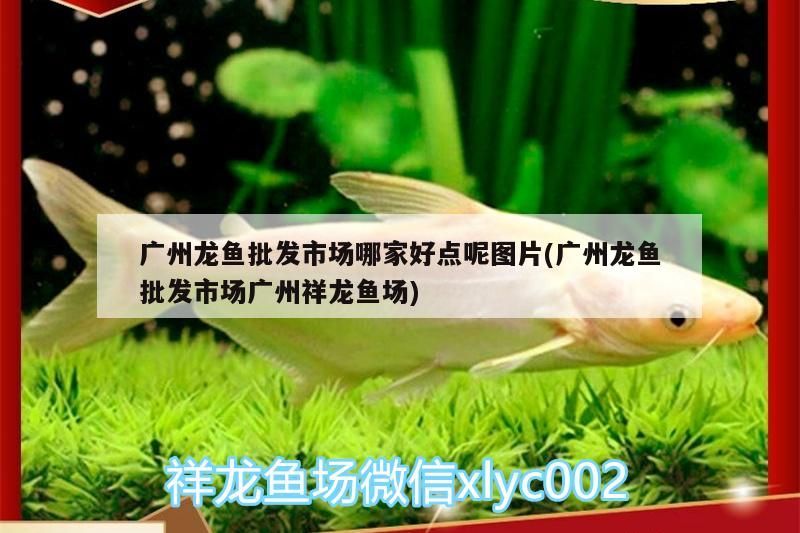 廣州龍魚批發市場哪家好點呢圖片(廣州龍魚批發市場廣州祥龍魚場)（廣州龍魚批發市場哪家好點）