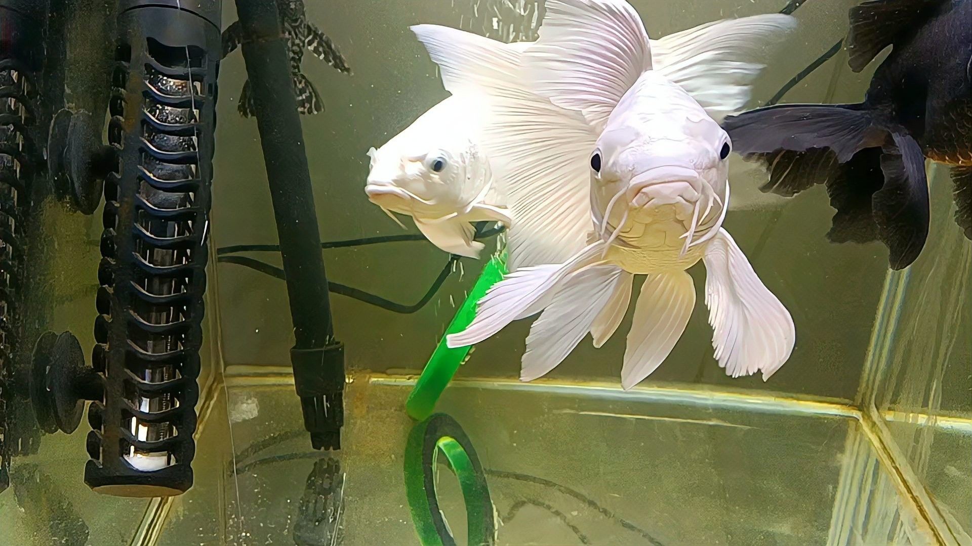 如何區分白金龍鳳鯉和蝴蝶鯉的幼魚（如何分辨蝴蝶鯉和龍鳳錦鯉）