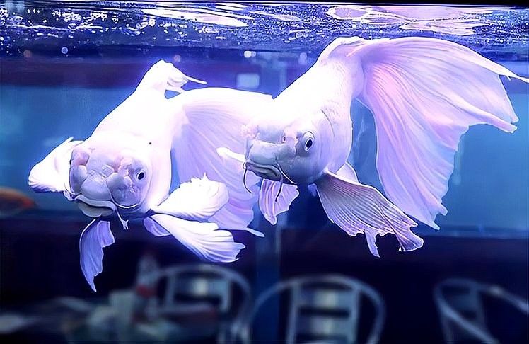 如何區分白金龍鳳鯉和蝴蝶鯉的幼魚（如何分辨蝴蝶鯉和龍鳳錦鯉）