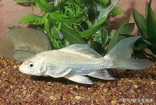 如何區分白金龍鳳鯉和蝴蝶鯉的幼魚（如何分辨蝴蝶鯉和龍鳳錦鯉）