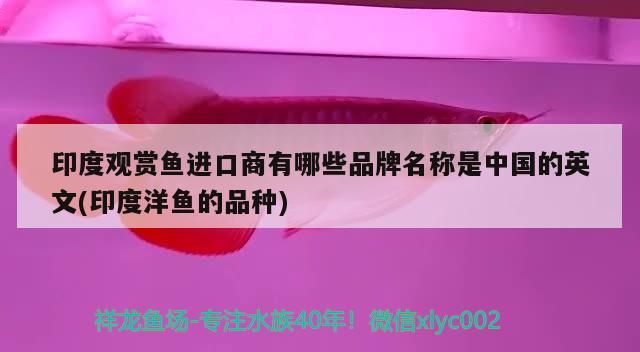 紅龍魚 印度觀賞魚進口商有哪些品牌名稱是中國的英文(印度洋魚的品種) 觀賞魚百科 印度觀賞魚進口商有哪些品牌名稱是中國的英文(印度洋魚的品種) 印度觀賞魚進口商有哪些品牌名稱是中國的英文(印度洋魚的品種) 觀賞魚百科