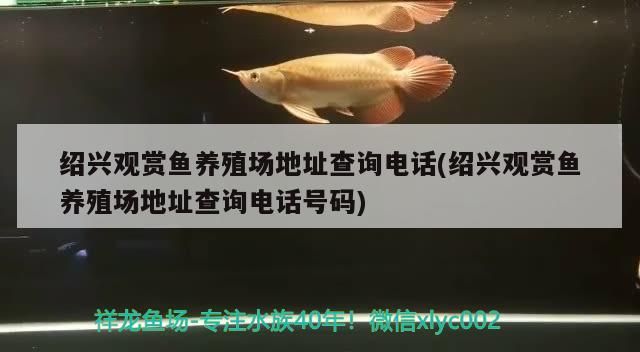 紹興觀賞魚養殖場地址查詢電話(紹興觀賞魚養殖場地址查詢電話號碼)（北京紹興觀賞魚養殖場地址查詢電話號碼查詢電話號碼）