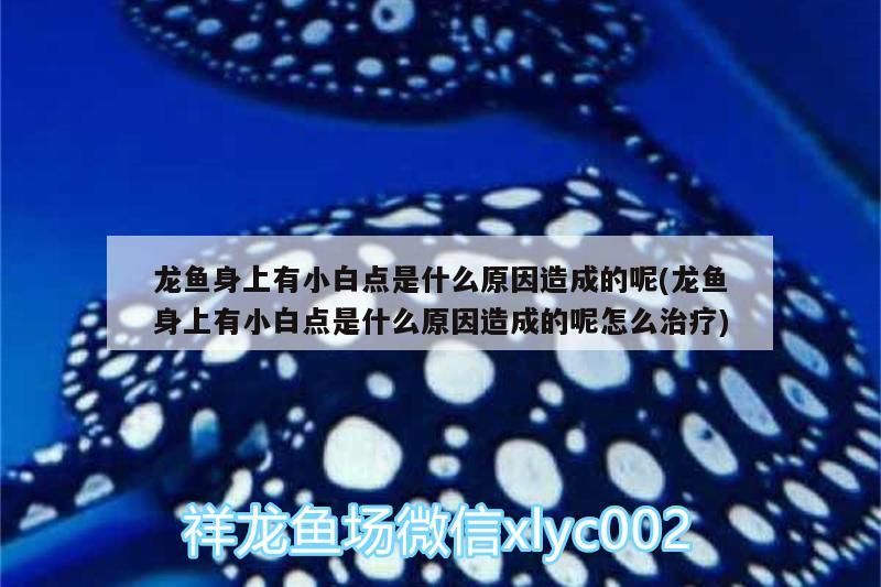 龍魚身上有小白點是什么原因造成的呢(龍魚身上有小白點是什么原因造成的呢怎么治療)（龍魚身上有小白點是什么原因造成的）
