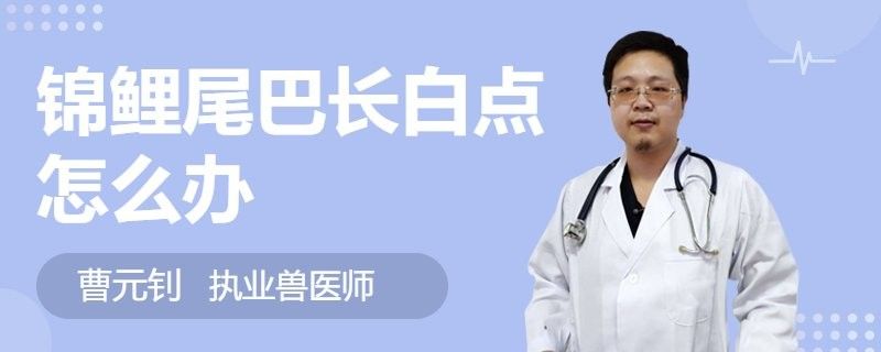 龍魚尾巴上的白色疙瘩會(huì)傳染嗎（魚尾巴上的白色疙瘩是否會(huì)傳染給其他龍魚的白點(diǎn)病）
