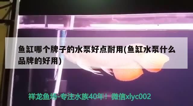 如何訓練龍魚更好地認主人？（如何訓練龍魚更好地認主人）