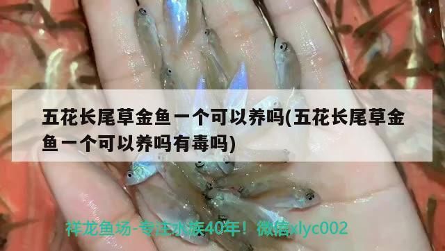 五花長(zhǎng)尾草金魚一個(gè)可以養(yǎng)嗎(五花長(zhǎng)尾草金魚一個(gè)可以養(yǎng)嗎有毒嗎)（五花長(zhǎng)尾草金魚一個(gè)可以養(yǎng)嗎）