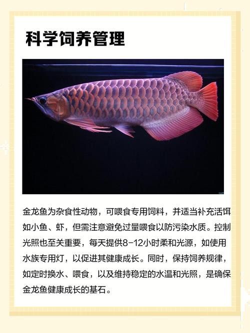 金龍魚品相如何評判？（金龍魚品相評判標準）
