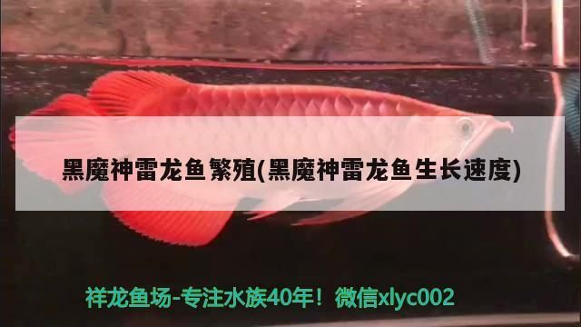 黑魔神雷龍魚繁殖(黑魔神雷龍魚生長速度)（黑魔神雷龍魚在性成熟之后，黑魔神雷龍魚的繁殖過程）