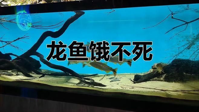 停食期間如何照顧龍魚（停食期間，龍魚照顧需要特別關注其生理需求和環境條件） 停食期間如何照顧龍魚（停食期間，龍魚照顧需要特別關注其生理需求和環境條件） 龍魚百科 第2張